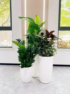 杭州湾绿化养护哪家好