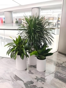 探寻宁波前湾盆景租赁设计，解锁别样风情